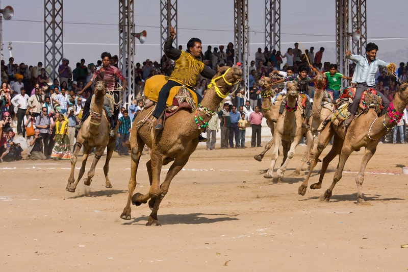 pushkar festival Kamele im pushkar