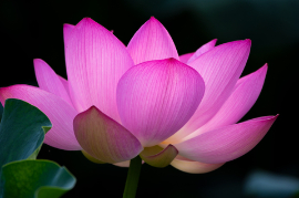 Der Rosa Lotus ist die Nationalblume Indiens