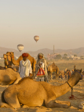 Kamele wurden auf der Pushkar Camel Fair in Indien gehandelt