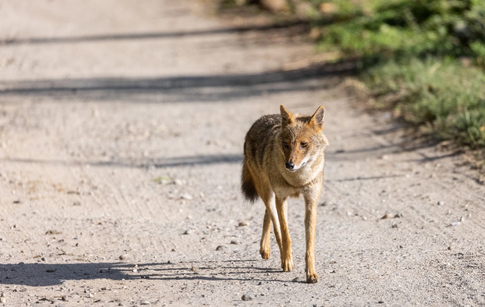 Ein Goldschakal streift durch das trockene Gras des Corbett-Nationalparks