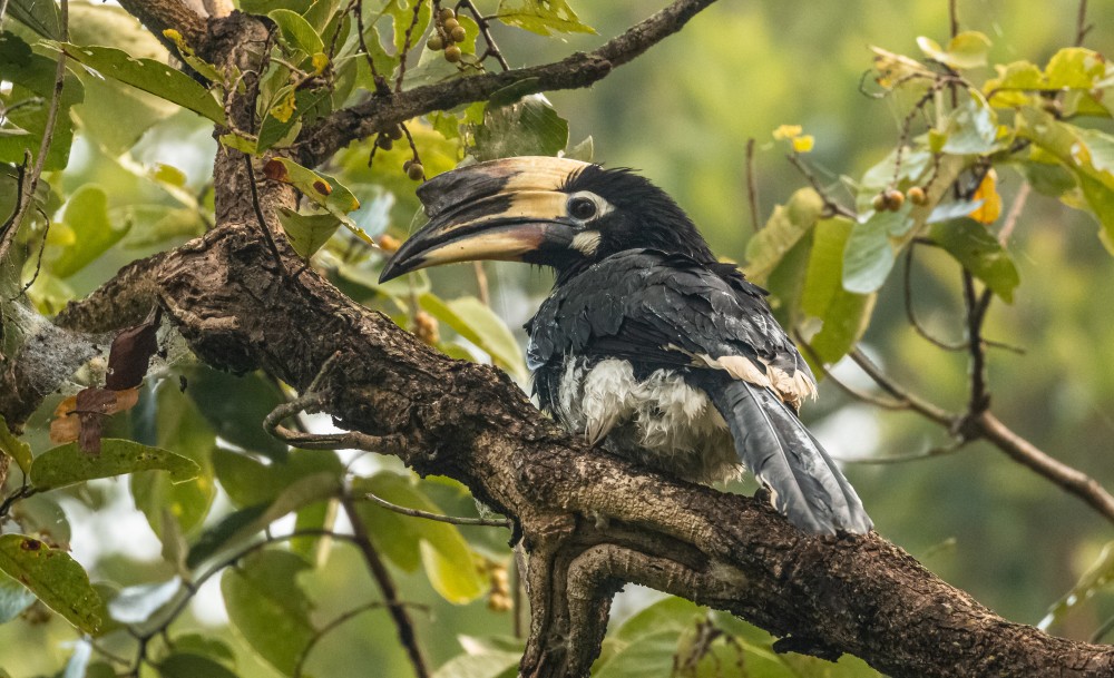 Ein Orienthornvogel sitzt auf einem hohen Ast im Dschungel von Dudhwa