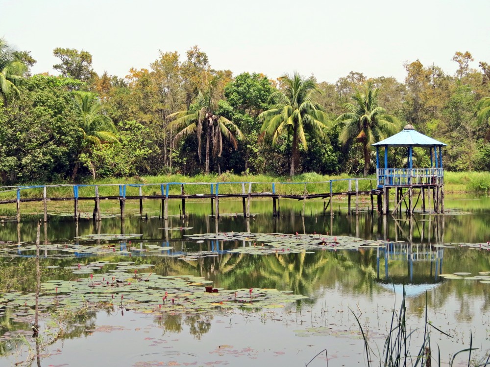 Blick über das dichte Mangrovenlabyrinth der Sundarbans.