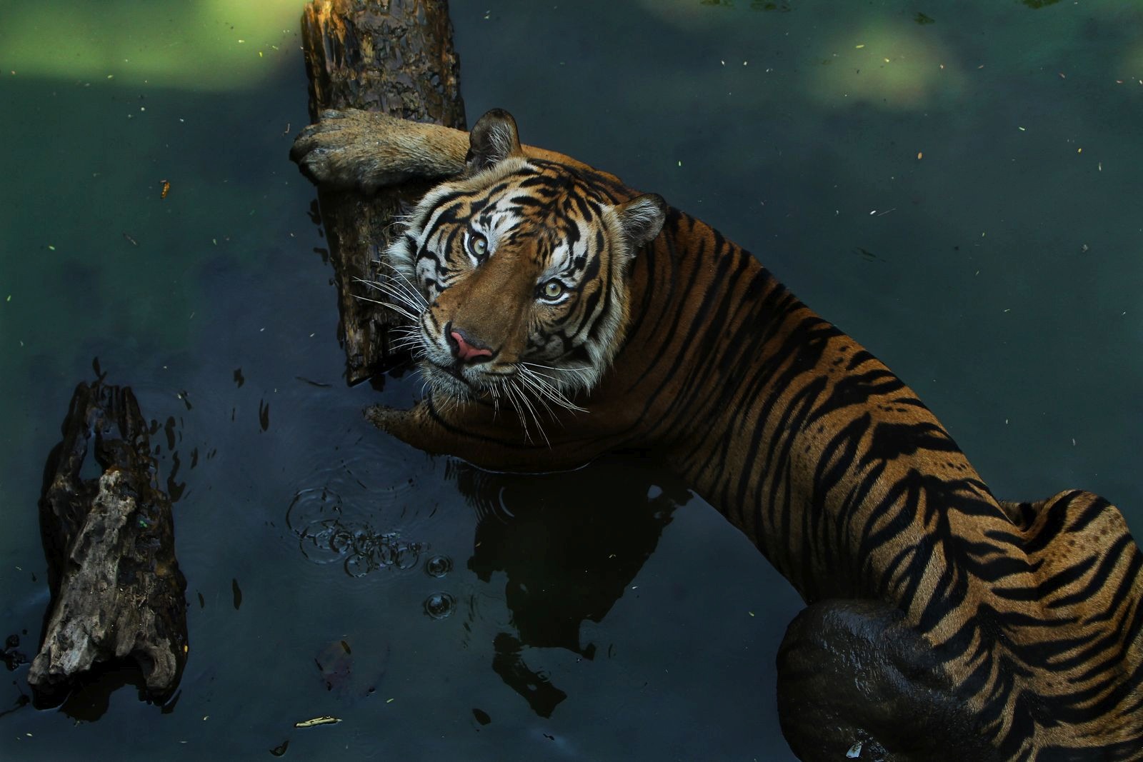 Tiger Indien Nepal Rundreisen
