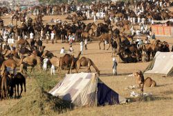 Kamelmarkt und Zelte
