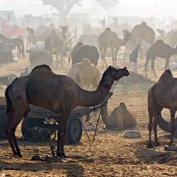 Kamel auf Indien Studienreise