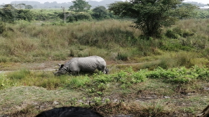 Ein atemberaubender Blick auf den Indischen Einhörnigen Raino im Naturschutzgebiet Manas
