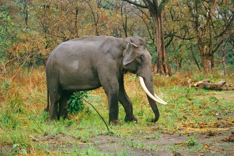 Ein atemberaubender Blick auf den indischen Elefanten im Manas Wildlife Sanctuary