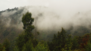 Monsunwolken sammeln sich über den Palani-Hügeln, einem Teil der Westghats-Bergkette, Kodaikanal in Tamil Nadu