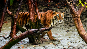 Stolzieren des königlichen bengalischen Tigers von Sundarban
