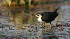 Weißbrust-Wasserhuhn